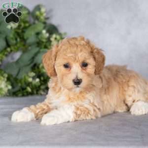 Bonnie, Bich-Poo Puppy